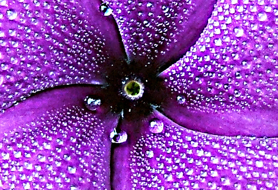 dewdrops-on-a-purple-flower-george-bostian.jpg